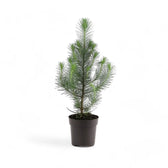 Living Xmas Tree - Pinus Pinea 'Silver Crest' potted houseplant in nursery pot on white background, product photo 2.