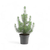 Living Xmas Tree - Pinus Pinea 'Silver Crest' potted houseplant in nursery pot on white background, product photo 3.