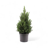 Lebendes Weihnachtsbaum - Picea glauca 'Super Green' Zimmerpflanze im Anzuchttopf vor weißem Hintergrund, Produktfoto 2.