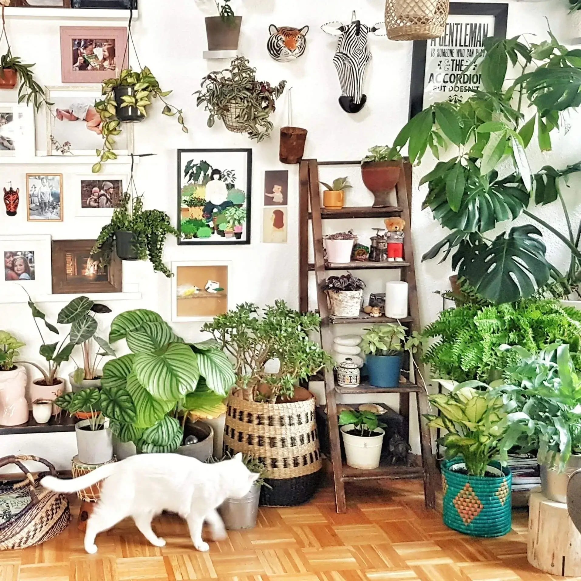 Living room with various potted plants and a cat walking on a wooden floor.