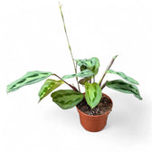 Maranta cristata 'Intense' potted houseplant in nursery pot on white background, product photo 3.