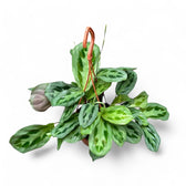 Maranta cristata 'Intense' potted houseplant in nursery pot on white background, product photo 4.
