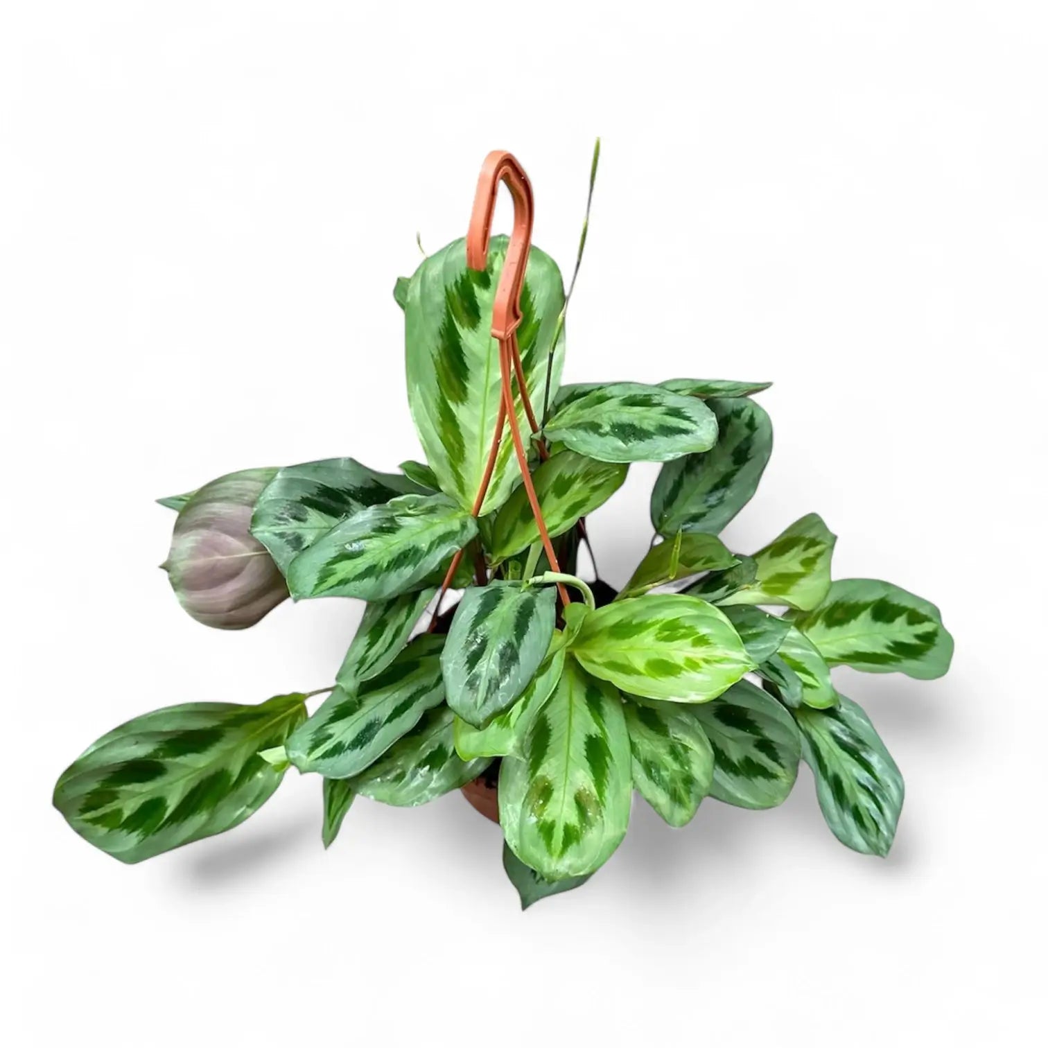 Maranta cristata 'Intense' potted houseplant in nursery pot on white background, product photo 4.