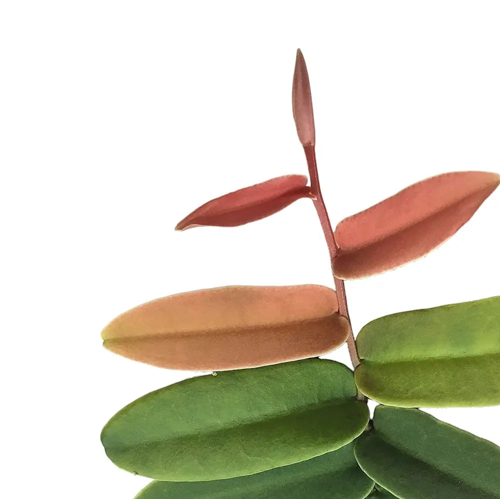 Marcgravia sintenisii – Blattdetail vor weißem Hintergrund..