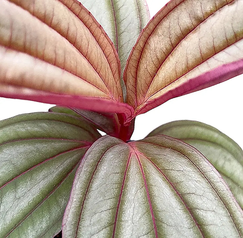 Medinilla coccinea 'Gregori Hambali' – Blattdetail vor weißem Hintergrund..