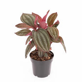 Medinilla coccinea 'Gregori Hambali' Zimmerpflanze im Anzuchttopf vor weißem Hintergrund, Produktfoto 2.