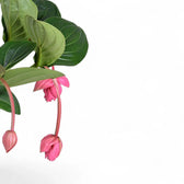 Medinilla magnifica 'Flamenco' – Blattdetail vor weißem Hintergrund..