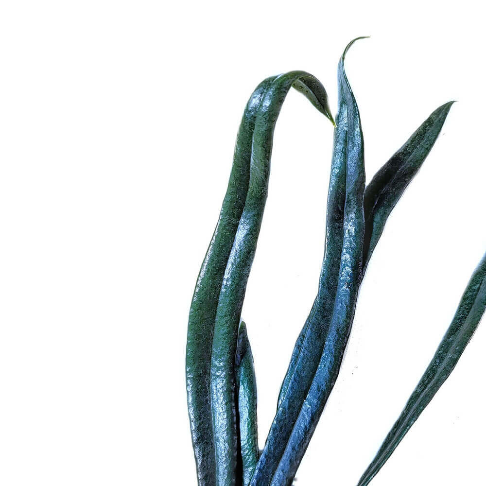 Microsorum thailundicum – Blattdetail vor weißem Hintergrund..