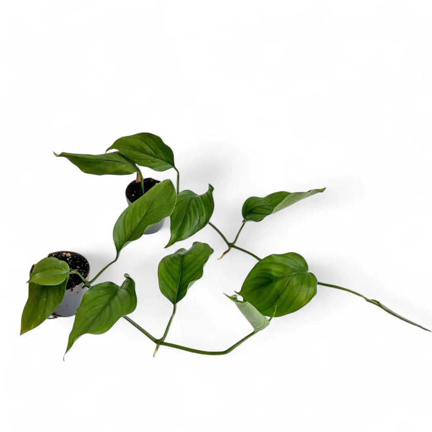 Monstera acacoyaguensis Zimmerpflanze im Anzuchttopf vor weißem Hintergrund, Produktfoto 2.