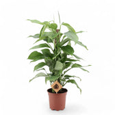 Monstera acacoyaguensis Zimmerpflanze im Anzuchttopf vor weißem Hintergrund, Produktfoto 3.