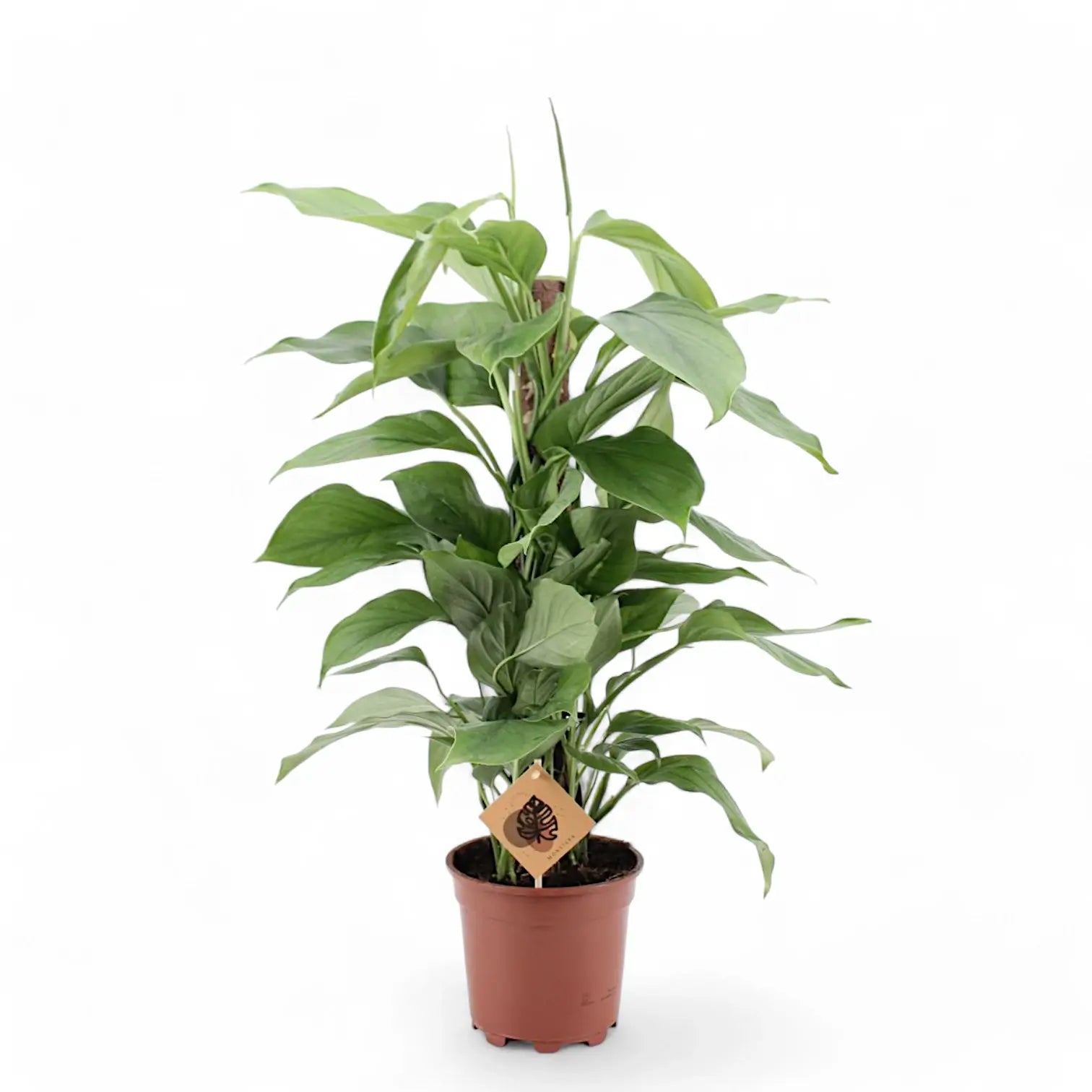 Monstera acacoyaguensis Zimmerpflanze im Anzuchttopf vor weißem Hintergrund, Produktfoto 3.