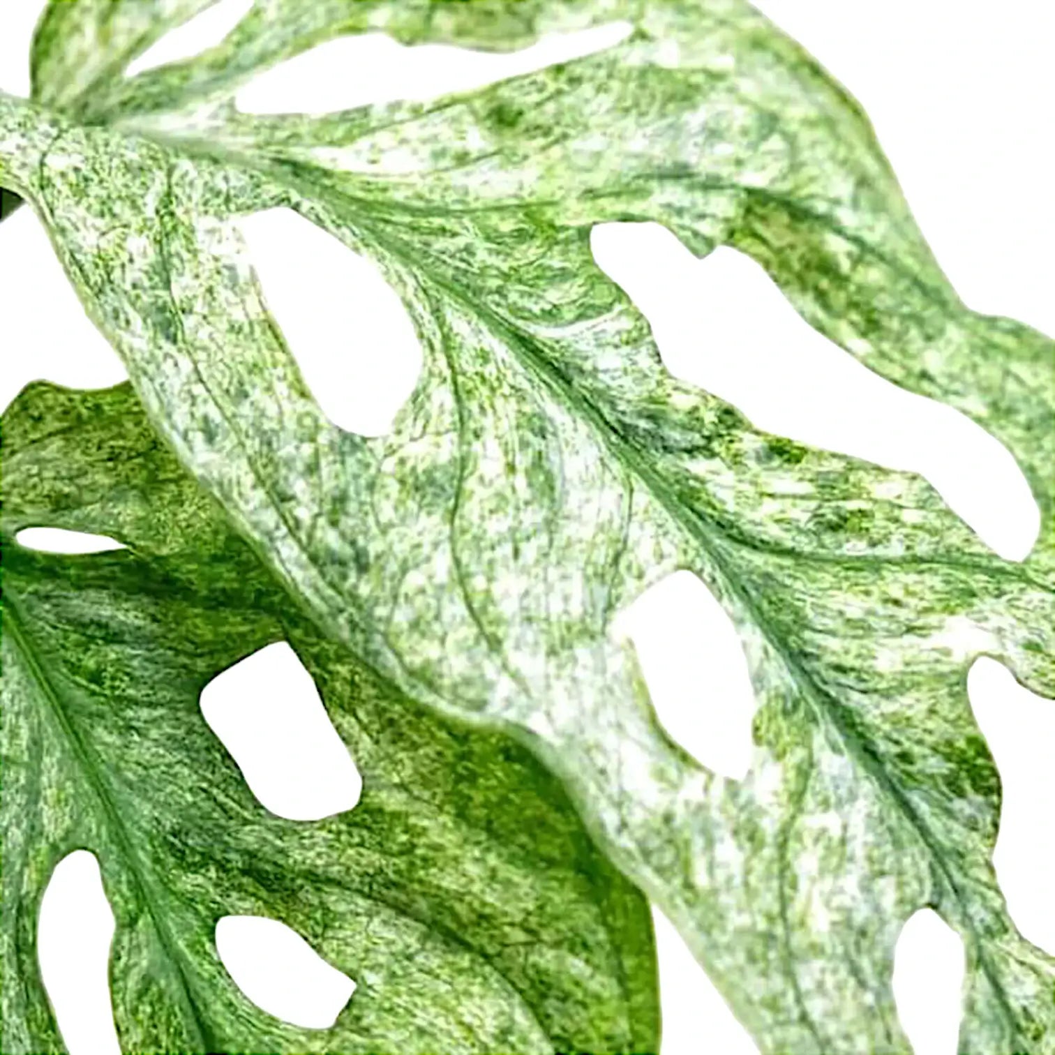 Monstera adansonii 'Mint' – Blattdetail vor weißem Hintergrund..