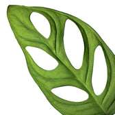 Monstera adansonii 'Monkey leaf' leaf close-up on white background.