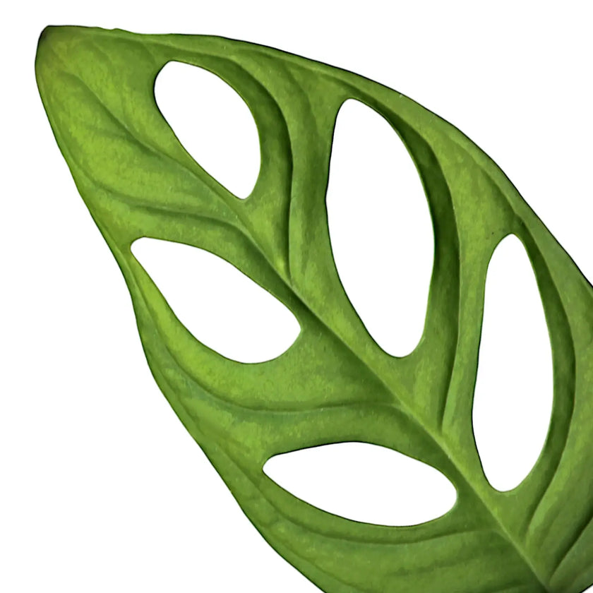 Monstera adansonii 'Monkey leaf' leaf close-up on white background.