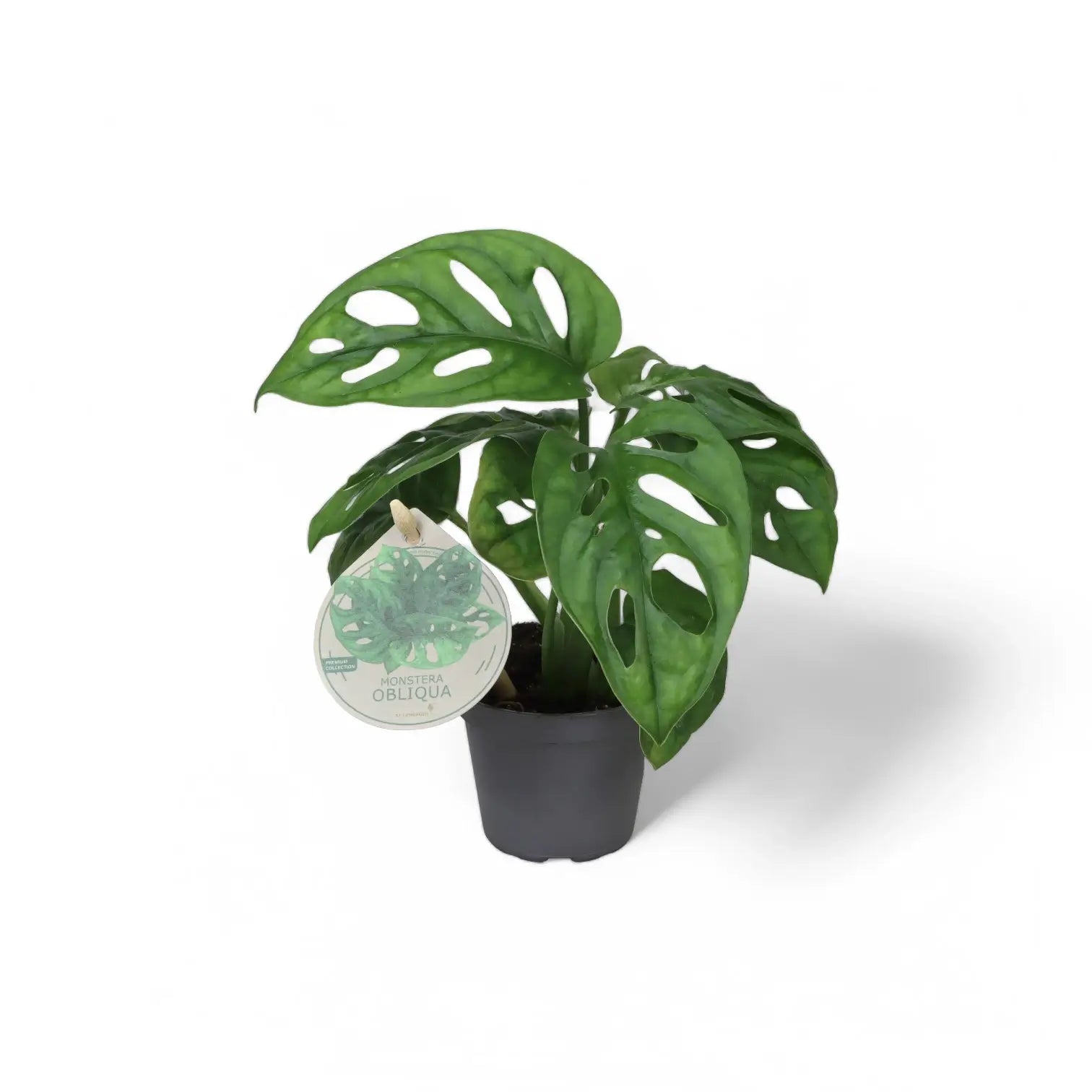 Monstera adansonii 'Monkey leaf' potted houseplant in nursery pot on white background, product photo 5.