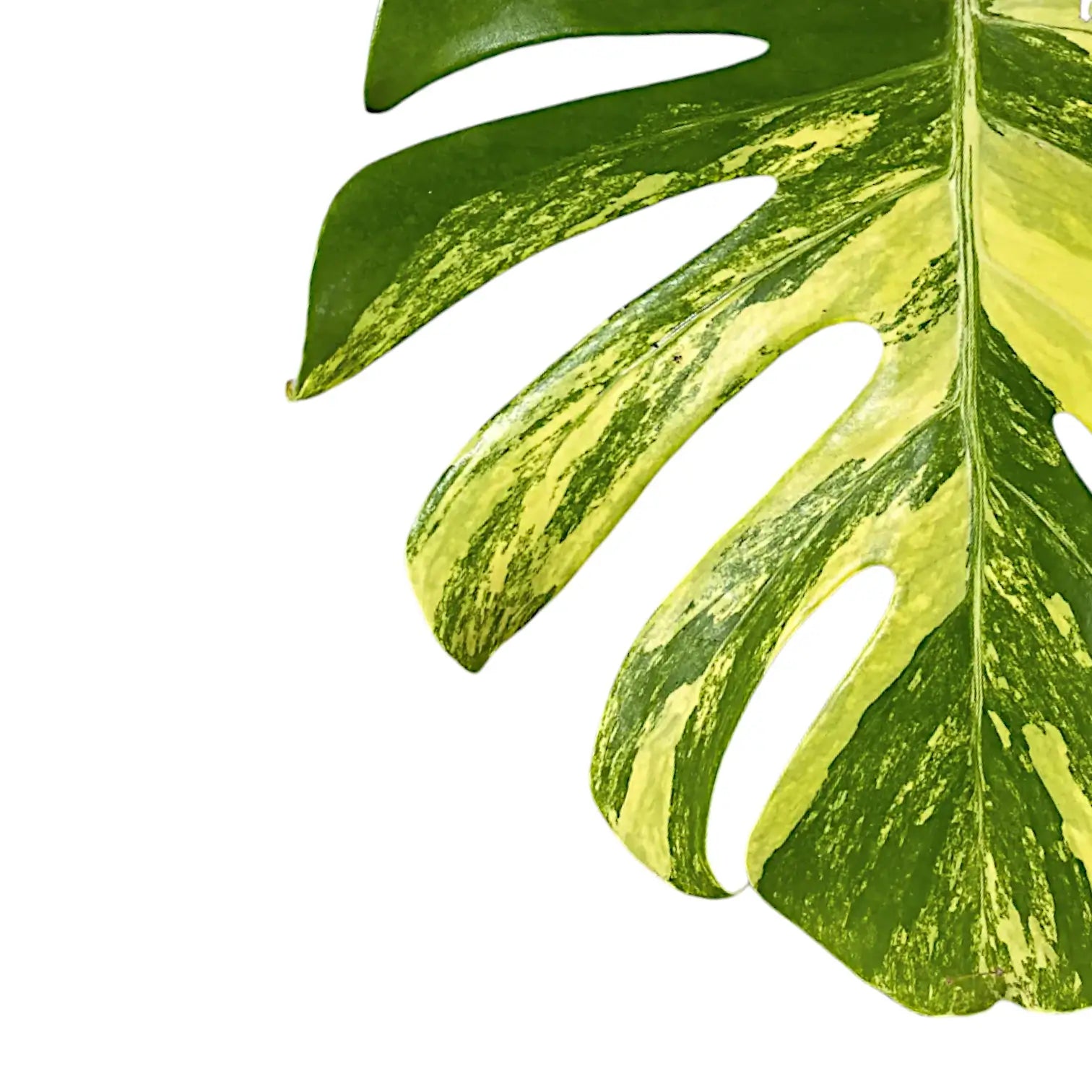 Monstera deliciosa var. borsigiana 'Aurea variegata' – Blattdetail vor weißem Hintergrund..