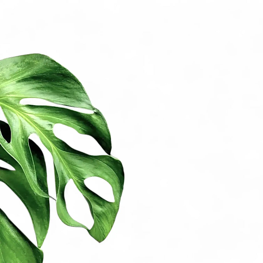 Monstera dissecta – Blattdetail vor weißem Hintergrund..