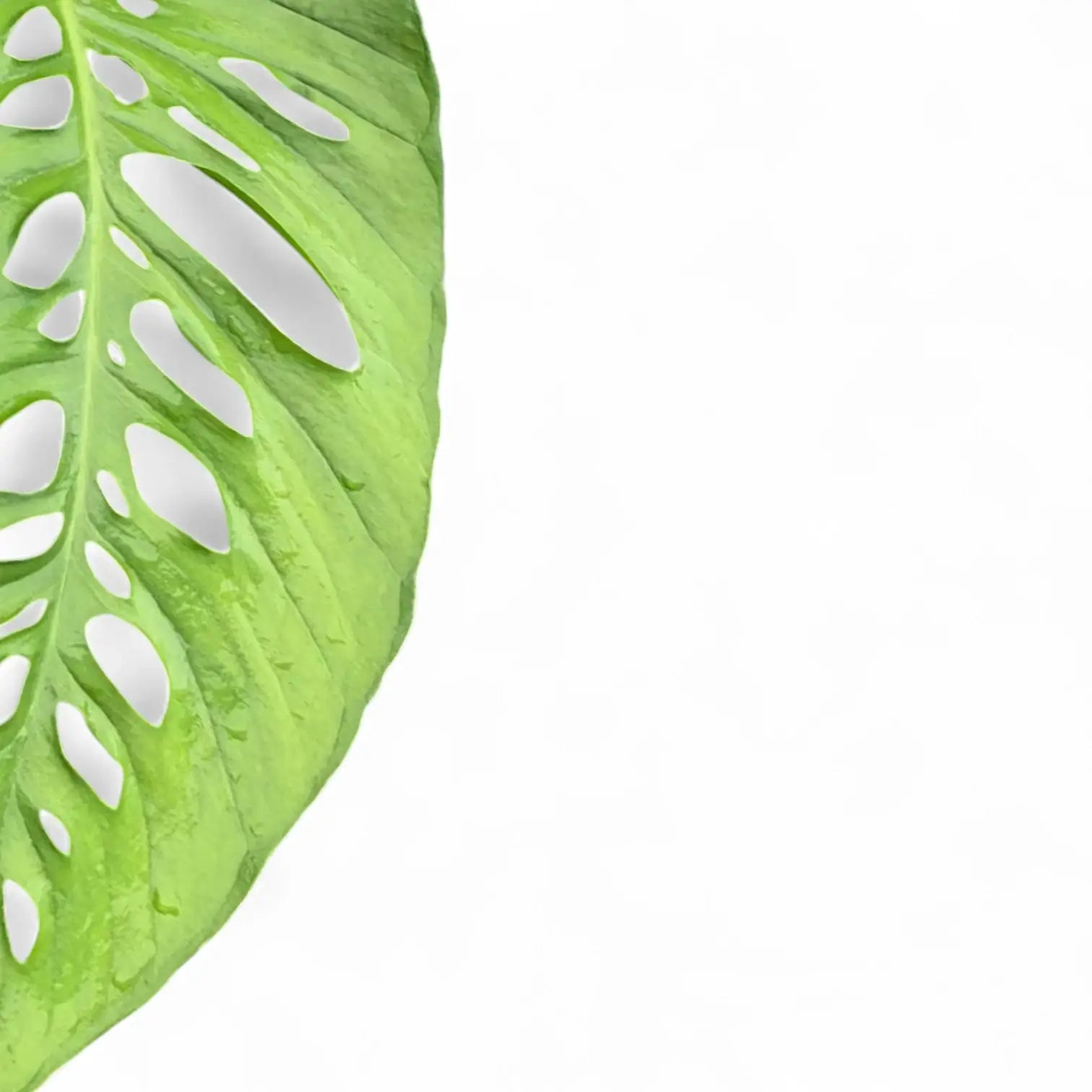 Monstera lechleriana – Blattdetail vor weißem Hintergrund..