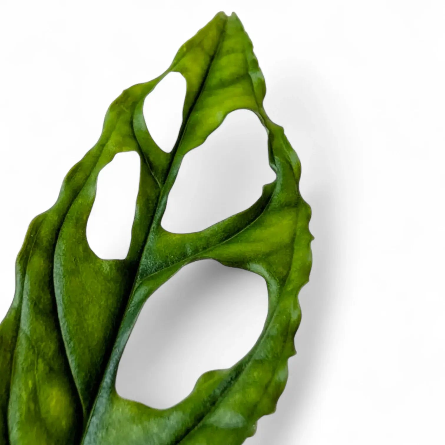 Monstera obliqua (Peru) potted houseplant in nursery pot on white background, product photo 2.