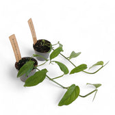 Monstera obliqua (Suriname) Zimmerpflanze im Anzuchttopf vor weißem Hintergrund, Produktfoto 2.