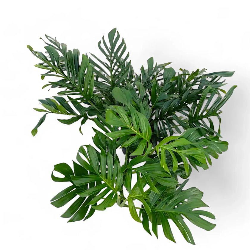 Monstera pinnatipartita – Blattdetail vor weißem Hintergrund..