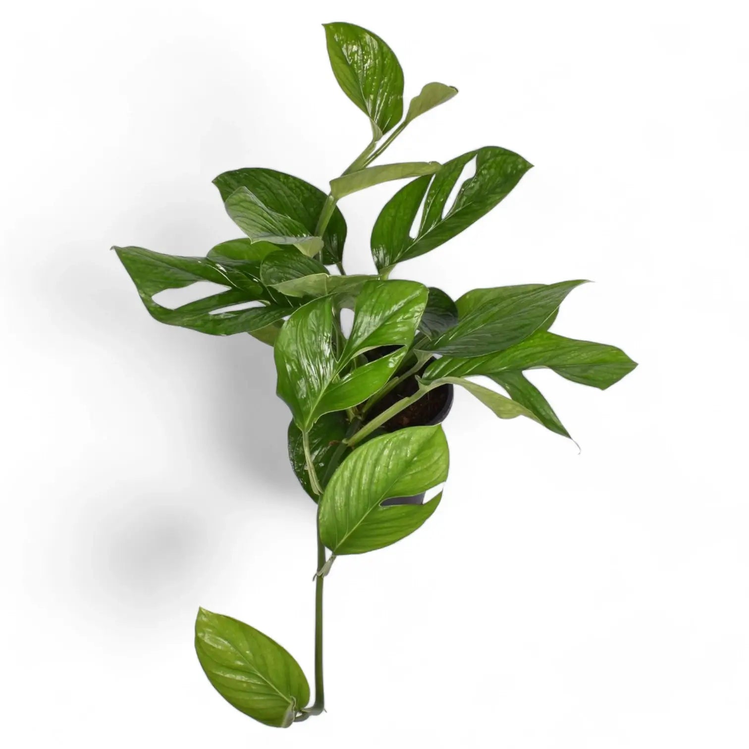 Monstera pinnatipartita Zimmerpflanze im Anzuchttopf vor weißem Hintergrund, Produktfoto 2.