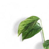 Monstera pinnatipartita Zimmerpflanze im Anzuchttopf vor weißem Hintergrund, Produktfoto 7.