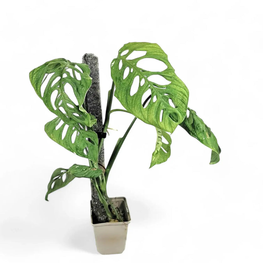 Monstera sp. Zimmerpflanze im Anzuchttopf vor weißem Hintergrund, Produktfoto 2.