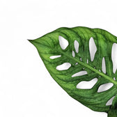 Monstera sp. Zimmerpflanze im Anzuchttopf vor weißem Hintergrund, Produktfoto 3.