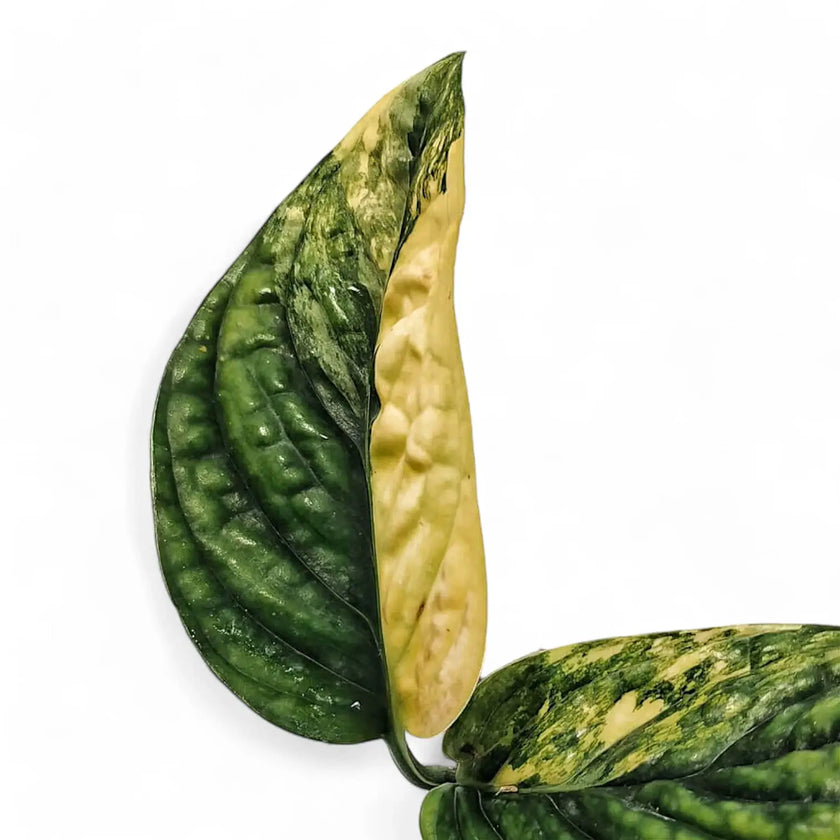 Monstera sp. Peru (karstenianum) variegata – Blattdetail vor weißem Hintergrund..