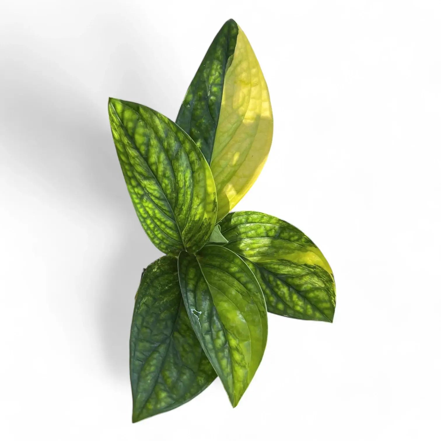 Monstera sp. Peru (karstenianum) variegata Zimmerpflanze im Anzuchttopf vor weißem Hintergrund, Produktfoto 3.