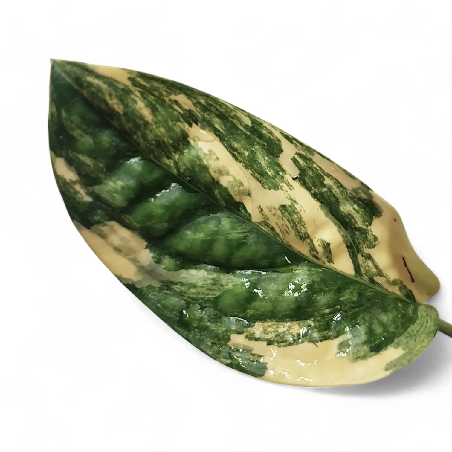 Monstera sp. Peru (karstenianum) variegata Zimmerpflanze im Anzuchttopf vor weißem Hintergrund, Produktfoto 4.