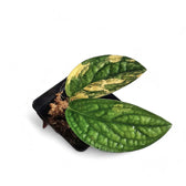 Monstera sp. Peru (karstenianum) variegata Zimmerpflanze im Anzuchttopf vor weißem Hintergrund, Produktfoto 5.