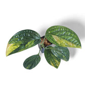 Monstera sp. Peru (karstenianum) variegata Zimmerpflanze im Anzuchttopf vor weißem Hintergrund, Produktfoto 6.