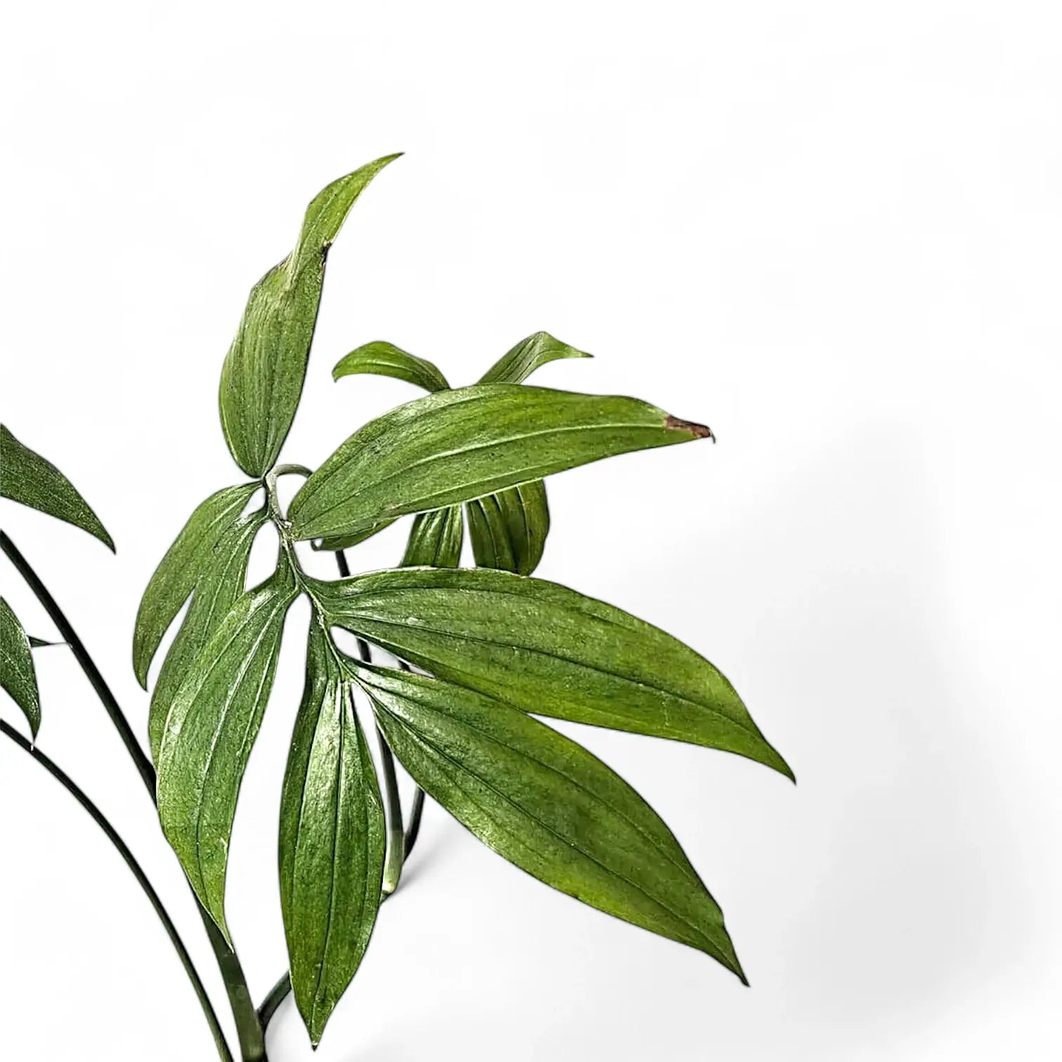 Monstera subpinnata – Blattdetail vor weißem Hintergrund..