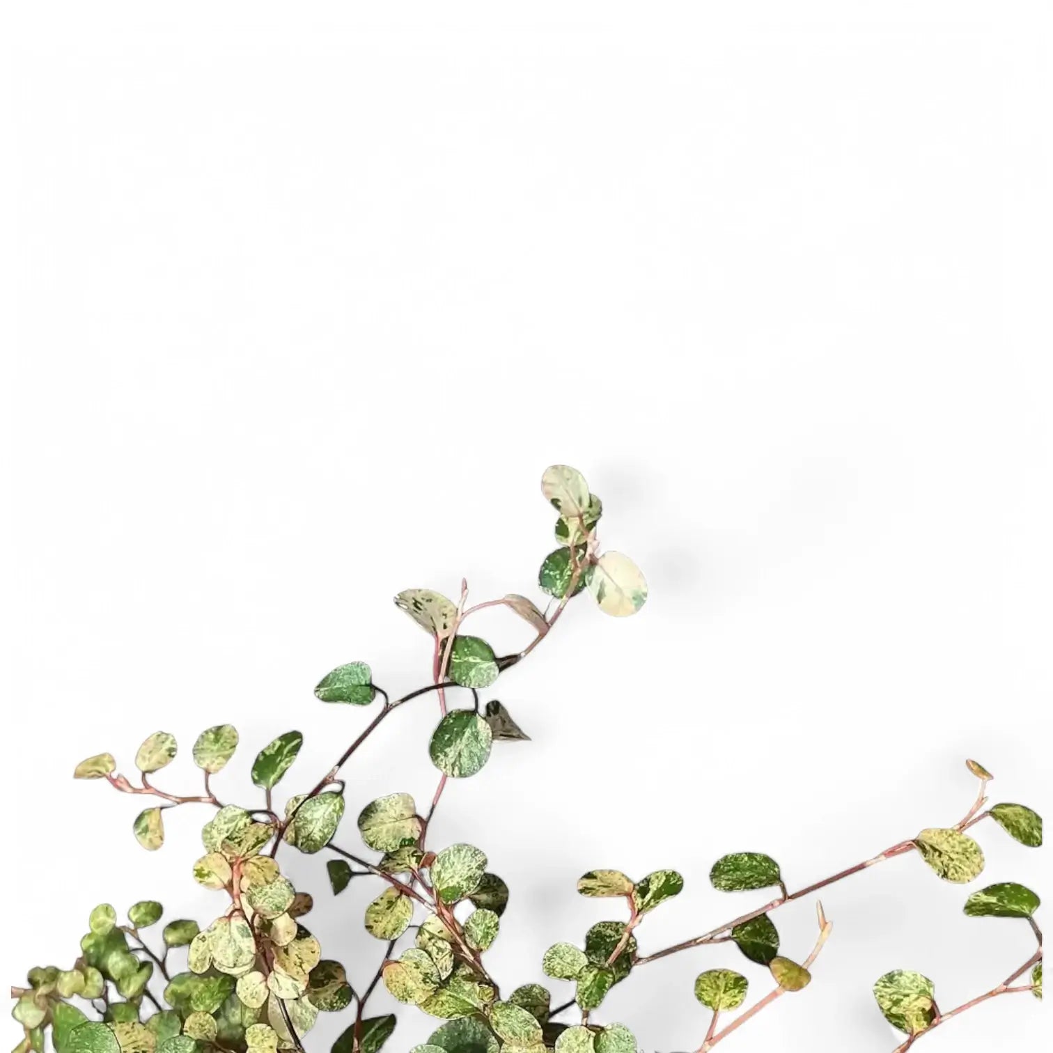 Muehlenbeckia complexa variegata 'Spotlight' leaf close-up on white background.