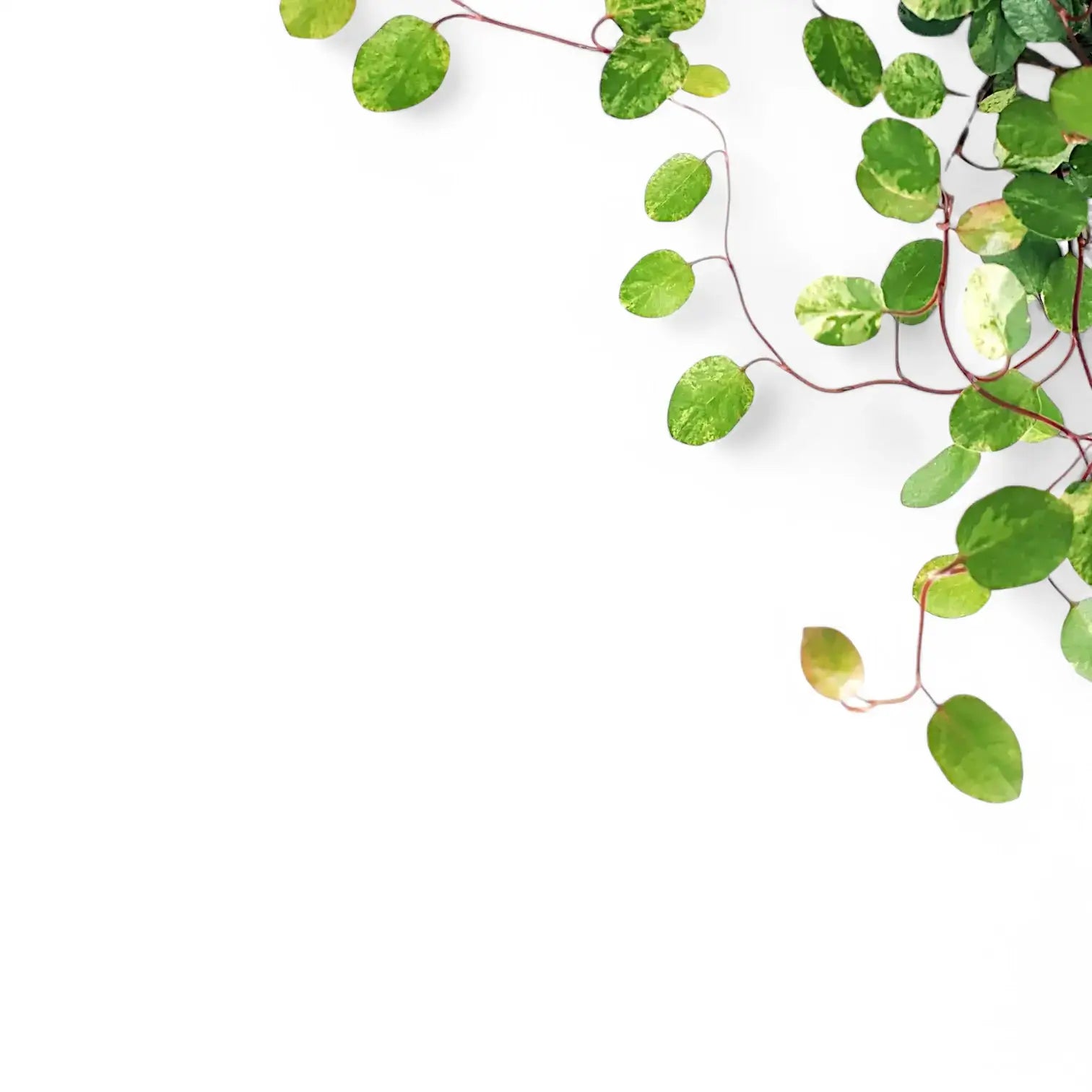 Muehlenbeckia complexa variegata 'Spotlight' potted houseplant in nursery pot on white background, product photo 3.