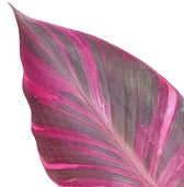 Musa 'Nono' aka 'Hot Pink Banana' leaf close-up on white background.