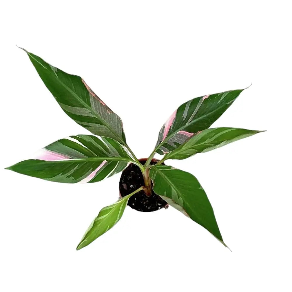 Musa 'Nono' aka 'Hot Pink Banana' potted houseplant in nursery pot on white background, product photo 2.