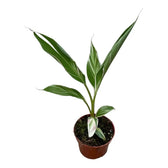 Musa 'Nono' aka 'Hot Pink Banana' potted houseplant in nursery pot on white background, product photo 3.