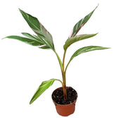 Musa 'Nono' aka 'Hot Pink Banana' potted houseplant in nursery pot on white background, product photo 4.