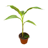 Musa 'Siam Ruby' potted houseplant in nursery pot on white background, product photo 3.