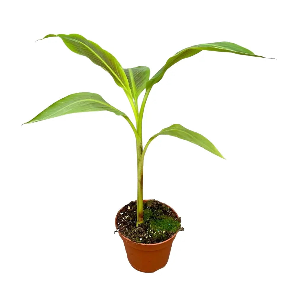 Musa 'Siam Ruby' potted houseplant in nursery pot on white background, product photo 3.