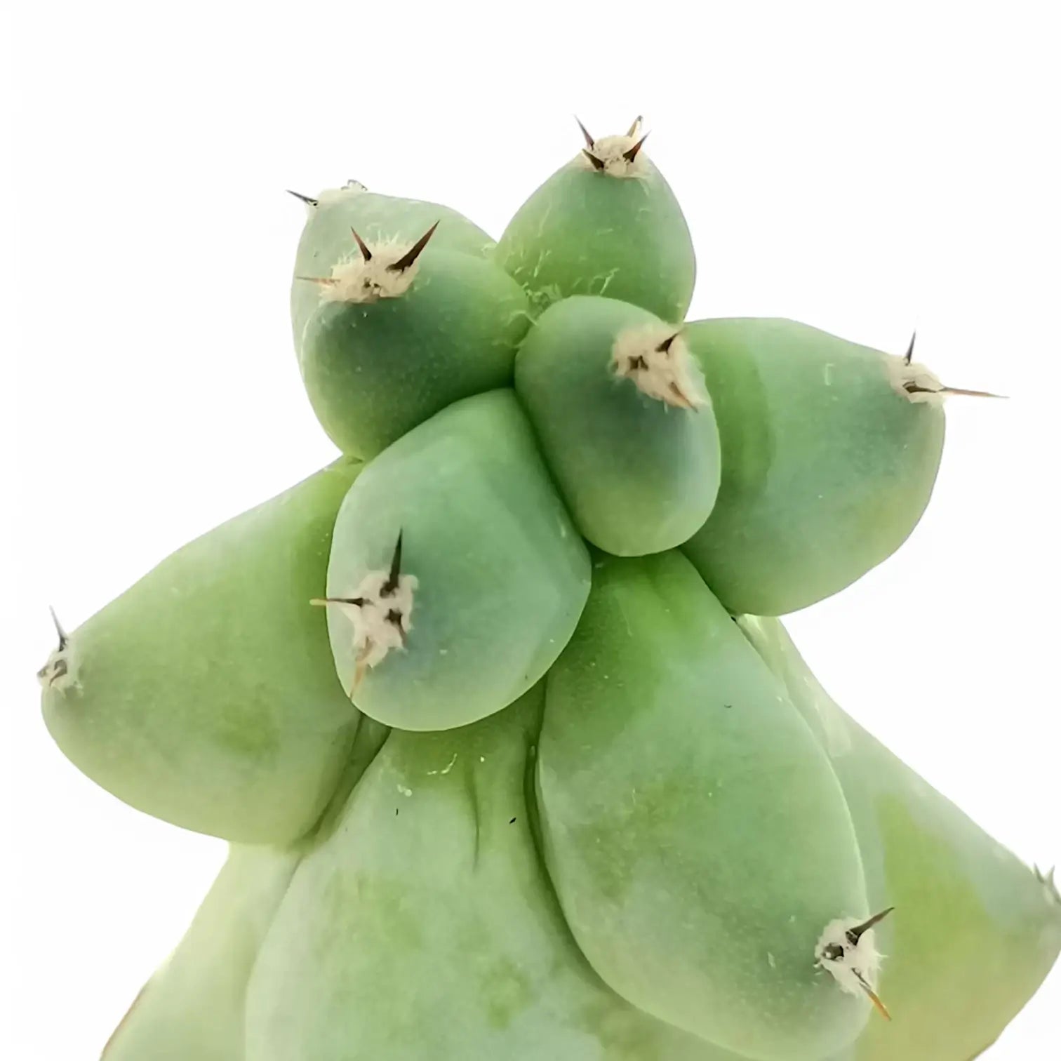 Myrtillocactus geometrizans cv. Fukurokuryuzinboku leaf close-up on white background.