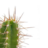 Neoraimondia herzogiana – Blattdetail vor weißem Hintergrund..