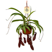 Nepenthes ‘Bill Bailey’ potted houseplant in nursery pot on white background, product photo 2.