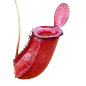 Nepenthes ‘Bloody Mary’ leaf close-up on white background.