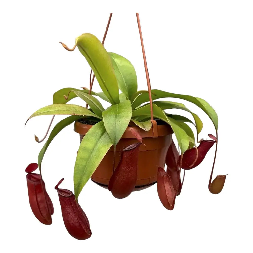 Nepenthes ‘Bloody Mary’ potted houseplant in nursery pot on white background, product photo 3.