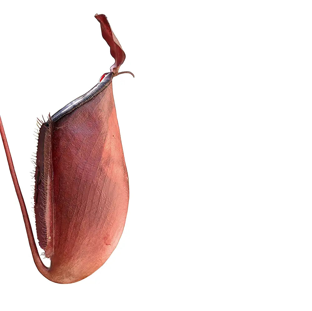 Nepenthes ‘Dark Secret’ – Blattdetail vor weißem Hintergrund..