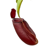 Nepenthes ‘Diana’ – Blattdetail vor weißem Hintergrund..